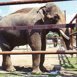 Asian elephant bull @ African lion Safrai park Canada (off exhibit)