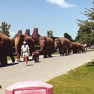 Asian elephant herd walking to lake for their daily swim @ African lionpark