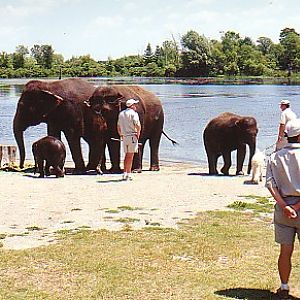 Asian elephant herd after swim African lion park Canda