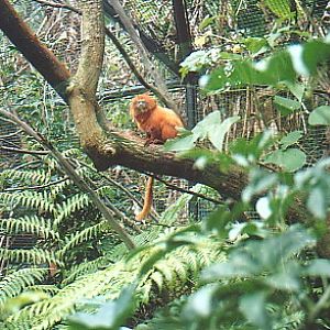 Golden lion Tamarin Perth zoo