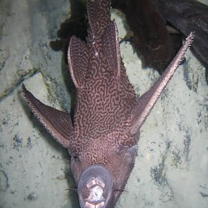 Black Adonis Catfish - COEX Aquarium