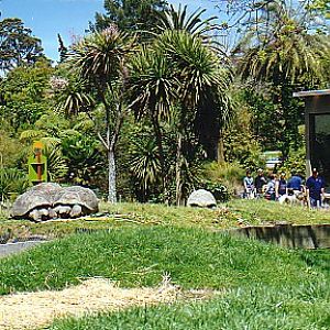 Giant Tortoise @ Auckland zoo 1999