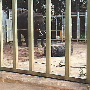 Young elephant bull @ Perth zoo 2000 (off exhibit)