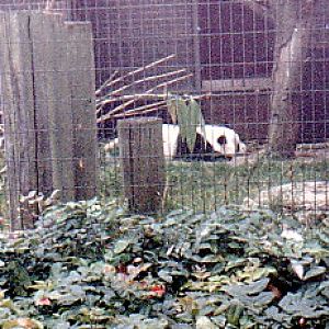 Giant Panda   Chia Chia @ London zoo UK