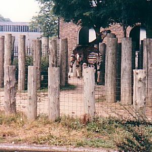 Okapis @ London zoo UK