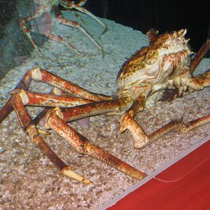 Giant Spider Crab - COEX Aquarium