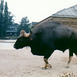 Gaur bull @ London zoo UK