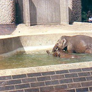 Asian elephant cows @ London zoo UK