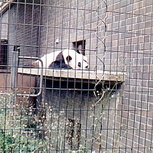 Giant Panda  Chia Chia (male) @ London zoo UK