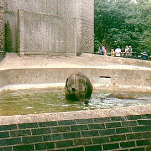 Asian elephant cows @ London zoo UK 1987