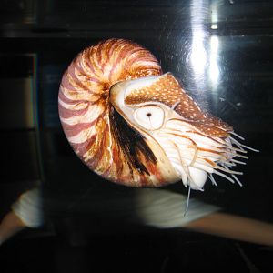 Nautilus - COEX Aquarium