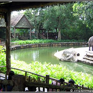 Singapore Zoo Asian Elephant exhibit
