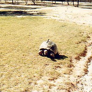 Giant Tortoise @ WPZ