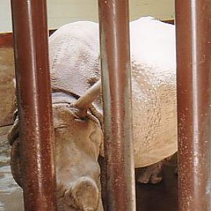 Close up of breeding female Indian rhino @ Toronto zoo Canada (off exhibit)