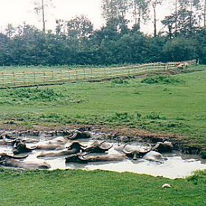 Wild water buffalo only herd in UK Port Lympne zoo UK