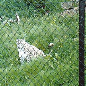 Snow Leopard  @  Howletts zoo UK