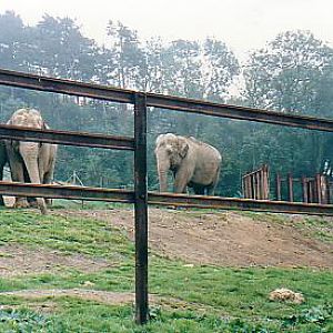 Asian elephants @ herd Port Lympne zoo UK