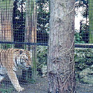 Siberian Tiger @ Howletts zoo UK