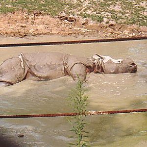 Young male Indian rhino rolling in mud pool @ Toronto zoo Canada