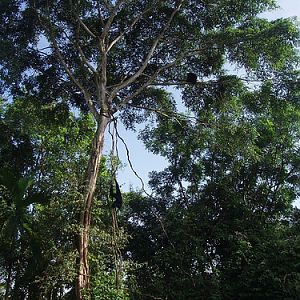 Can you spot the Siamangs?