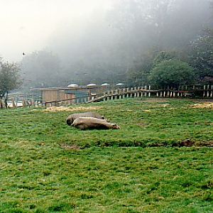 Black rhino @ Port Lympne zoo UK