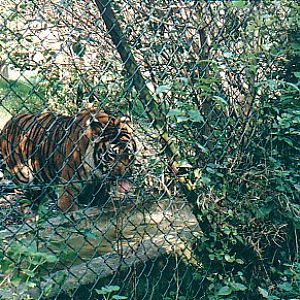 Bengal Tiger @ Howletts zoo UK