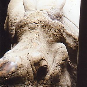 Close up breeding bull Indian rhino Toronto zoo Canada (off exhibit)