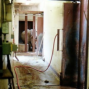 Female Indian rhino  (off exhibit) @ Toronto zoo Canada