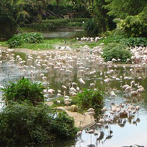 Flamingo Lake at Jurong BirdPark