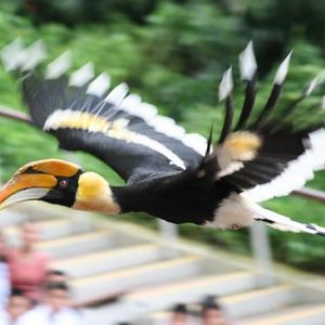 Great Pied Hornbill