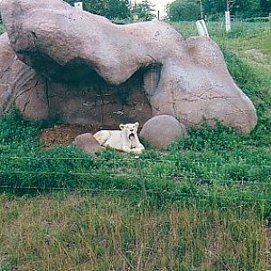 White lioness @ Toronto zoo