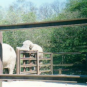 African bull right elephants Port Lympne zoo UK
