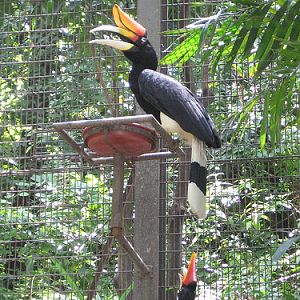 Rhinoceros Hornbill, Jurong BirdPark