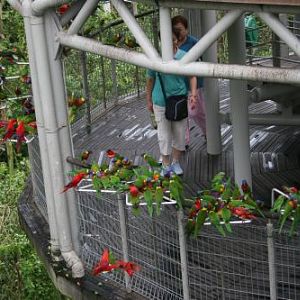Feeding time at Lory Loft