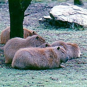 Capybara group @ WPZ