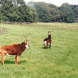 Sable Antelope @ Port Lympne zoo UK