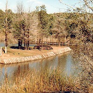 Hippo Island  @ Western plains  Zoo 1970s