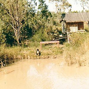 Spider Monkey Island  @  Western plains Zoo