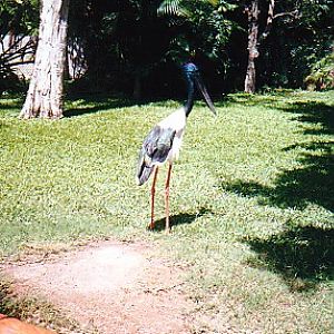 jabirus Australia zoo