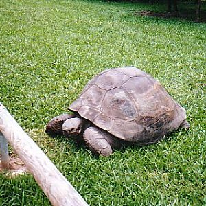 Harriet Galapagos tortoise @ Australia zoo 2002