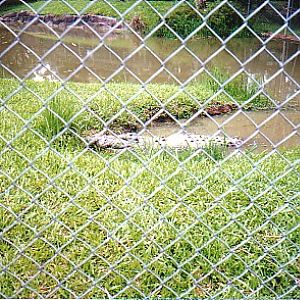 Giant Saltwater croc @ Australia zoo 2002