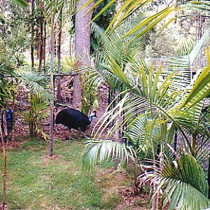 cassowary exhibit Australia zoo 2002
