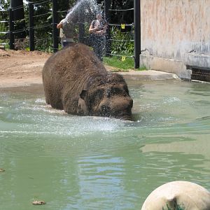 Elephant Village - Melbourne Zoo