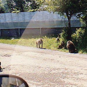 Baboons @ African lion Safari park Canada