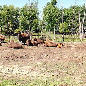American Bison  @  African lion park Canada