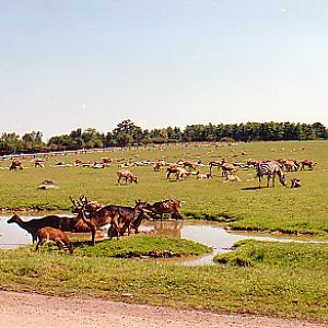 African exhibit lion park Canada