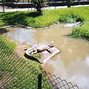 Salt water Crocs @ Australia zoo 2002