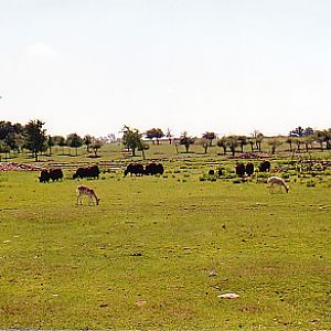 Yak African lion park Canada