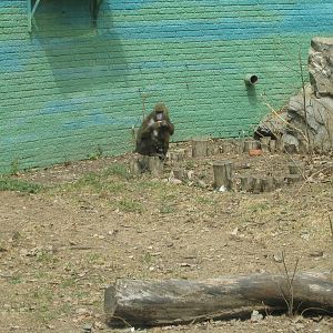 Mandrill enclosure, Beijing Zoo