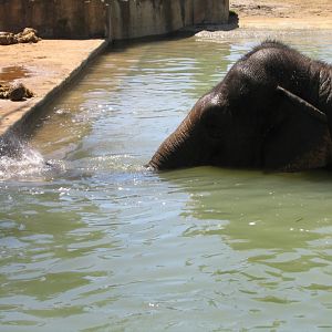 Elephant Village - Melbourne Zoo